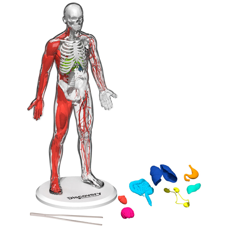 Discovery Mindblown 3D Human Anatomy Kit