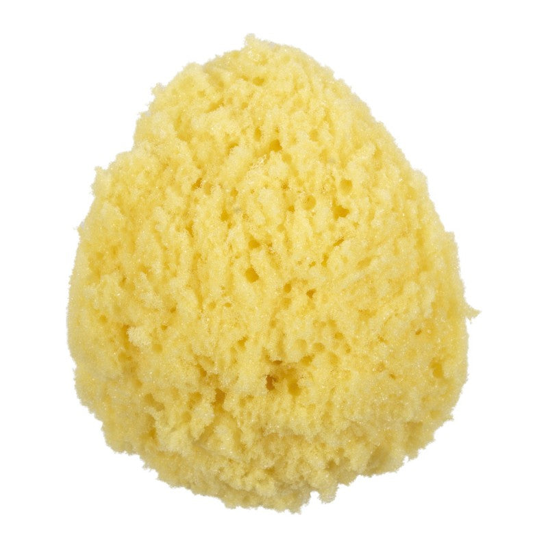 Collection by London Drugs Sea Sponge
