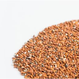 Mumm's Sprouting Seeds Curly Cress