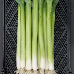 High Mowing Organic Seeds Alto Leek - 1/64 ounce