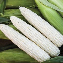 High Mowing Organic Seeds Mirage Corn - 75 seeds