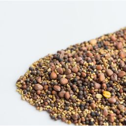 Mumm's Sprouting Seeds Spring Salad