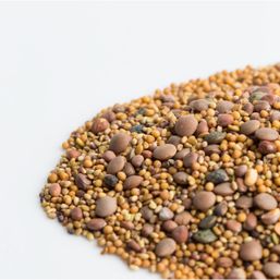 Mumm's Sprouting Seeds Spicy Lentil Crunch