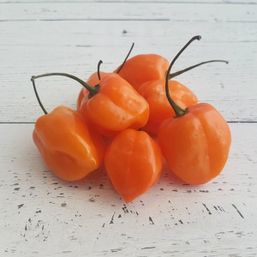 Various Farms - MX Peppers Habanero Org
