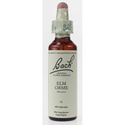 Bach Elm