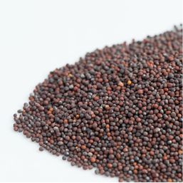 Mumm's Sprouting Seeds Green Kale