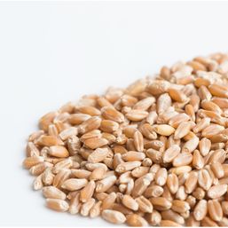 Mumm's Sprouting Seeds Wheat Berries