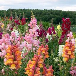 High Mowing Organic Seeds Lion's Mouth Blend Snapdragon - 1/64 ounce