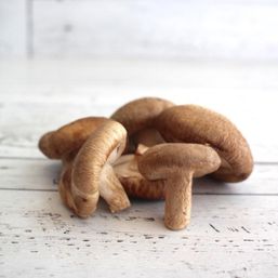 Various Farms - BC Mushrooms Shiitake Org