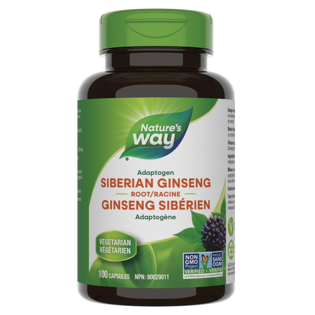 Rancine de Ginseng Siberien